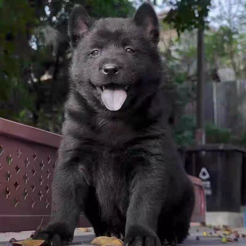 犬舍直销批发价格出售土松犬